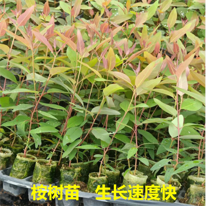 桐汝壁桉树苗广29广9速生桉广26苗四季常绿经济绿化造林苗巨桉树 桉树苗70-80厘米高-30颗【图片 价格 品牌 报价】-京东