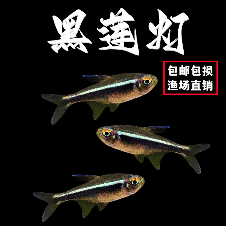 桐汝壁黑莲灯鱼黑灯管小型观赏鱼草缸黑灯活体淡水群游黑莲灯鱼霓虹灯鱼 1.5cm黑莲灯5+1条备损【图片 价格 品牌 报价】-京东