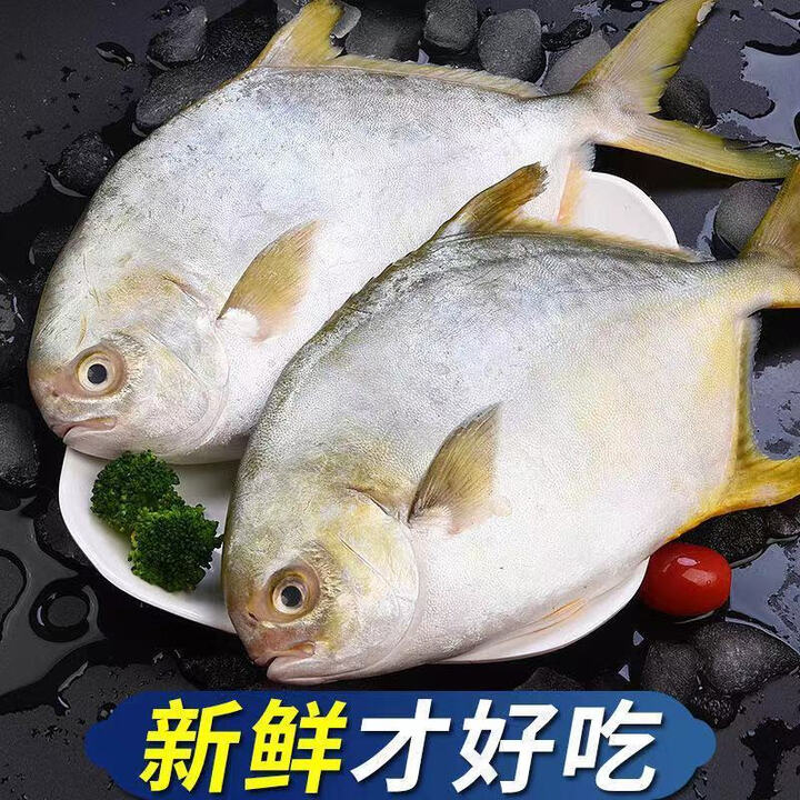安峰山新鲜金鲳鱼 鲜活速冻大金昌鱼 平鱼海昌鱼海捕白鲳鱼深海海鲜 每条【8两-1斤】 500g 3条装【新鲜现捕 够吃】【图片 价格 品牌 ...