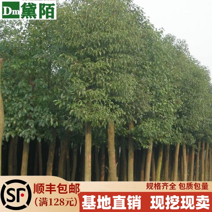 黛陌香樟树苗 香樟苗 园林绿化苗木香樟树苗庭院大小叶香樟树樟树苗四 香樟树苗2公分粗 壮苗【图片 价格 品牌 报价】-京东