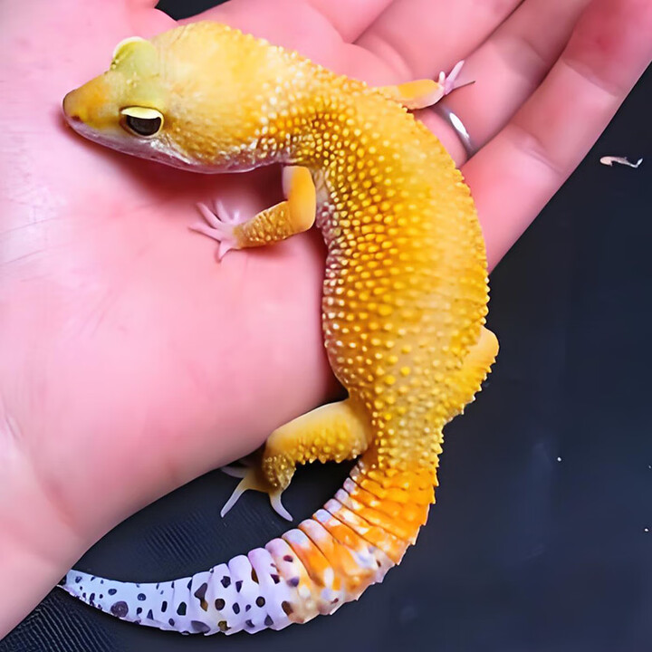 豹纹守宫 肥尾蜥蜴壁虎幼苗幼崽不咬人宠物网红可爱无毒爬宠活物 萝卜