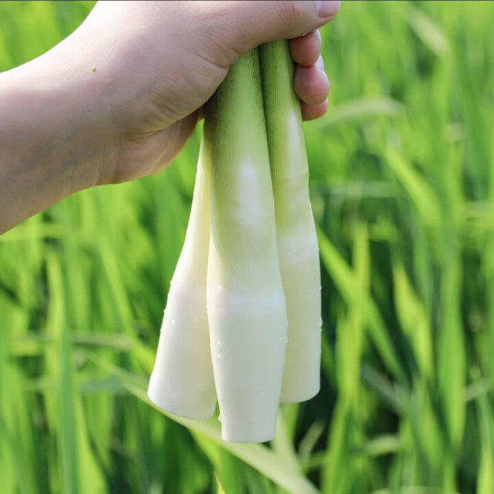 新鲜高山茭白时令孕妇自种现摘蔬菜高笋茭笋水笋农家当季下奶火锅 5斤【人气装】店长【图片 价格 品牌 报价】-京东