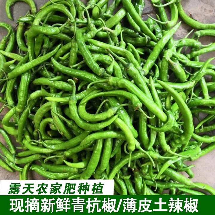 正宗杭椒新鲜现摘完全不辣生吃水果杭椒新鲜现摘薄皮灯笼椒青辣椒 杭椒【2斤装】【图片 价格 品牌 报价】-京东