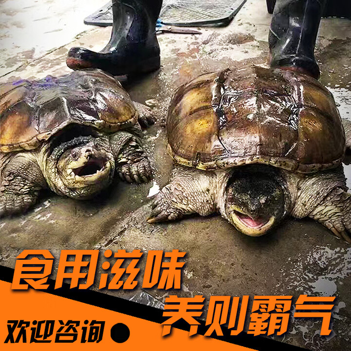 惜音鳄龟活物食用鳄鱼龟活的鳄龟大的乌龟大北美鳄龟人工养殖外塘包活 10-11斤（食用包活)【图片 价格 品牌 报价】-京东