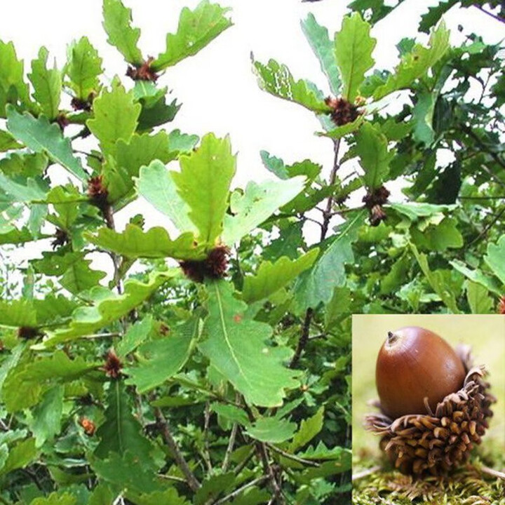 绿化苗木庭院植物果树苗橡树树苗北方耐寒栎树树苗夏橡当年结果 5到6年橡树1棵 90cm(含)-99cm(含)【图片 价格 品牌 报价】-京东