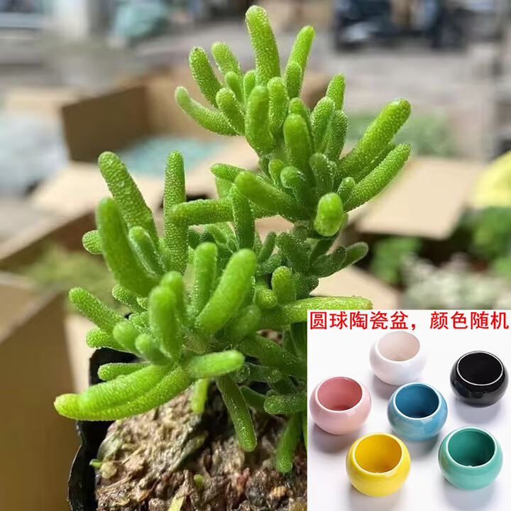 多肉植物番杏枝干米粒冰晶玉米钻石密叶糖球好养高端盆栽绿植 荧光兔枝干5-6cm+送圆球陶瓷盆土【图片 价格 品牌 报价】-京东