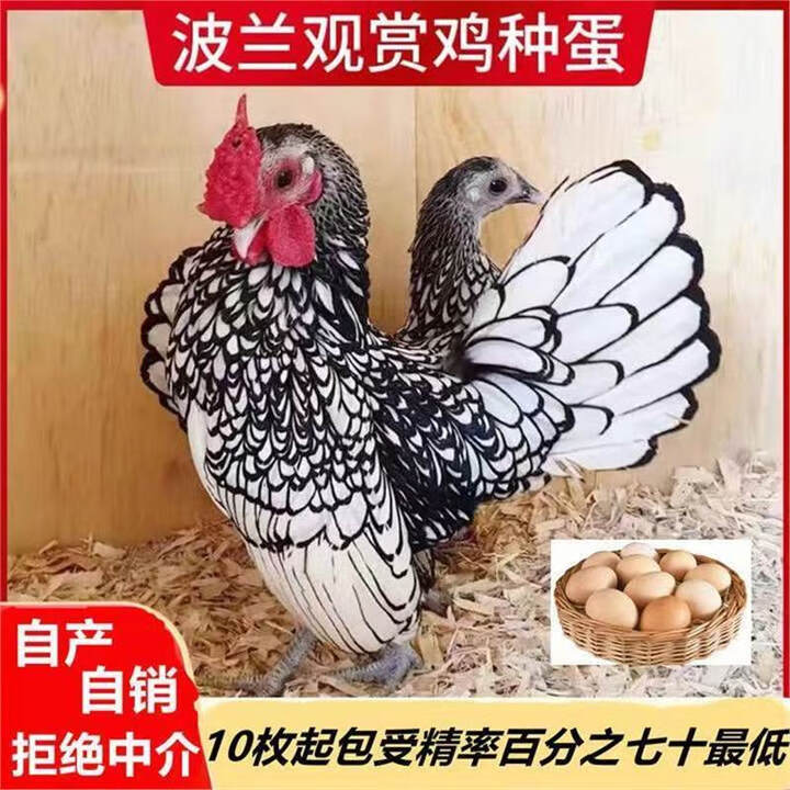 波兰鸡种蛋可孵化小鸡的蛋两色混装观赏鸡种蛋宠物鸡高受精种鸡蛋 20枚【图片 价格 品牌 报价】-京东