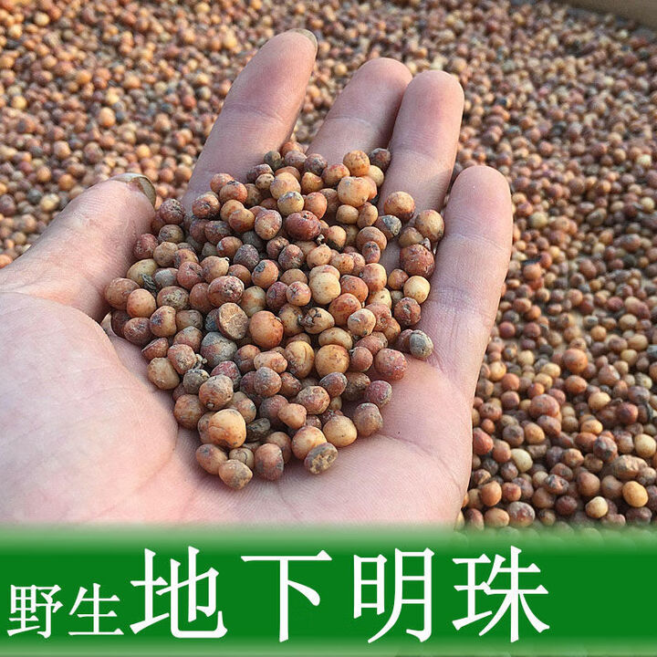 农家淘野生新鲜地下明珠草药落地珍珠茅膏菜陈伤子中药材一粒金丹铁坪