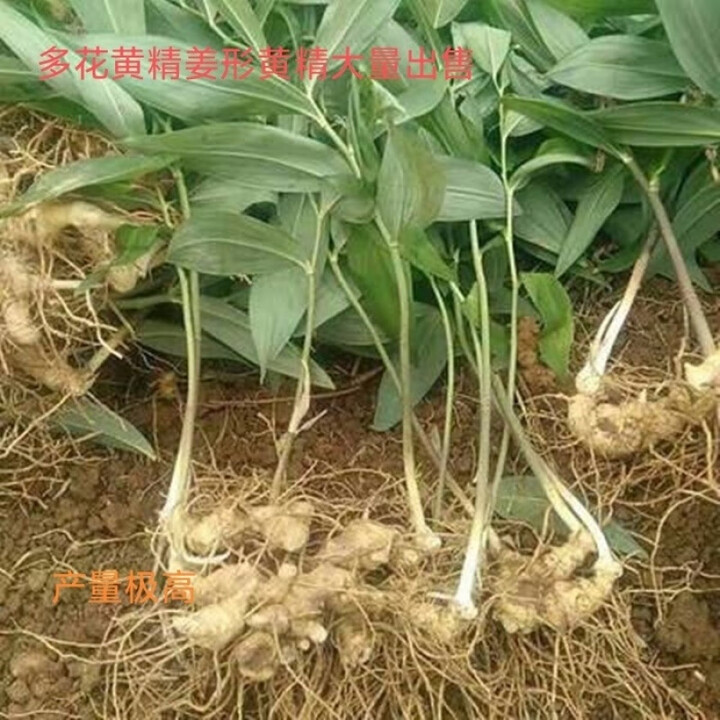 禾之润四川正宗多花黄精苗滇黄精姜形黄精鸡头黄精大量出售厂家 黄精小苗 100颗【图片 价格 品牌 报价】-京东