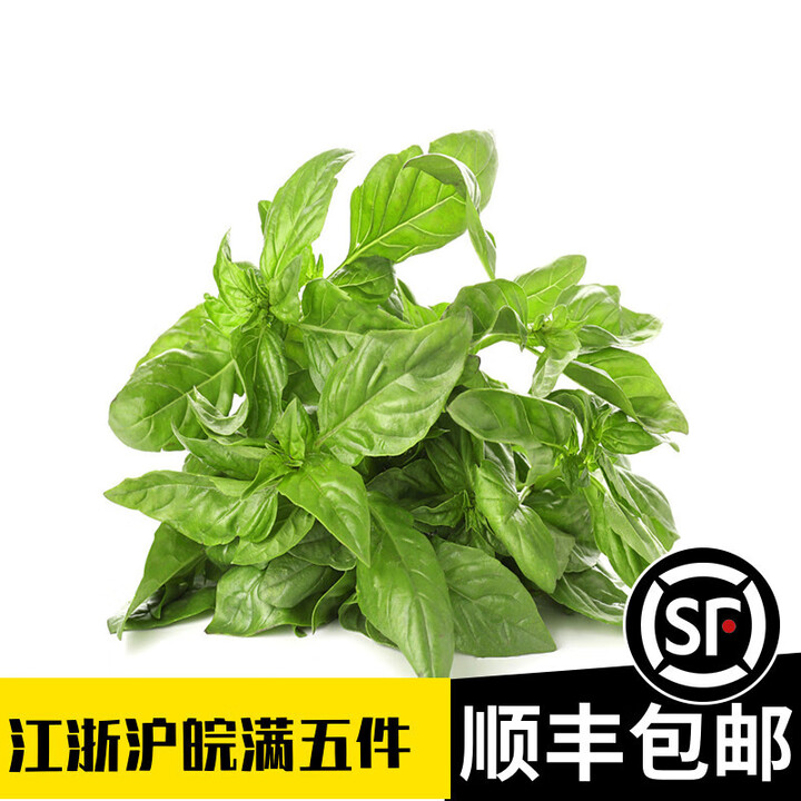 [京东物流]罗勒叶商用新鲜Basil食用250g苗罗乐叶甜意大利西餐香 100g【图片 价格 品牌 报价】-京东