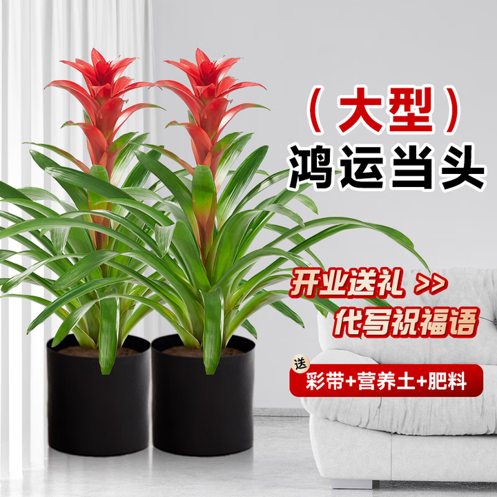鸿运当头盆栽带花卉苗客厅室内大型绿植物凤梨红运当头大盆景真花 2棵精品鸿运当头70-90cm原盆【图片 价格 品牌 报价】-京东