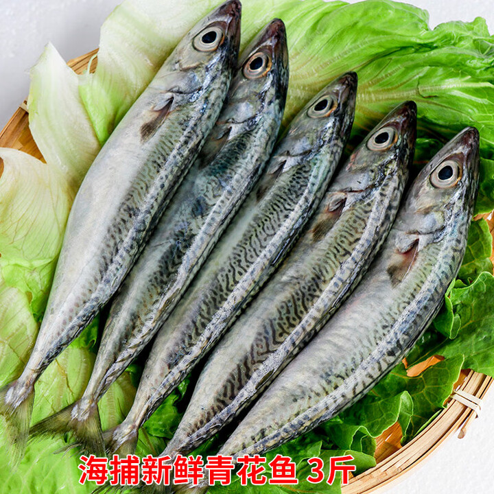 十里馋海捕青花鱼新鲜花仙鱼花池鱼花胶鱼海鲜水产海鱼新鲜冷冻花娇鱼