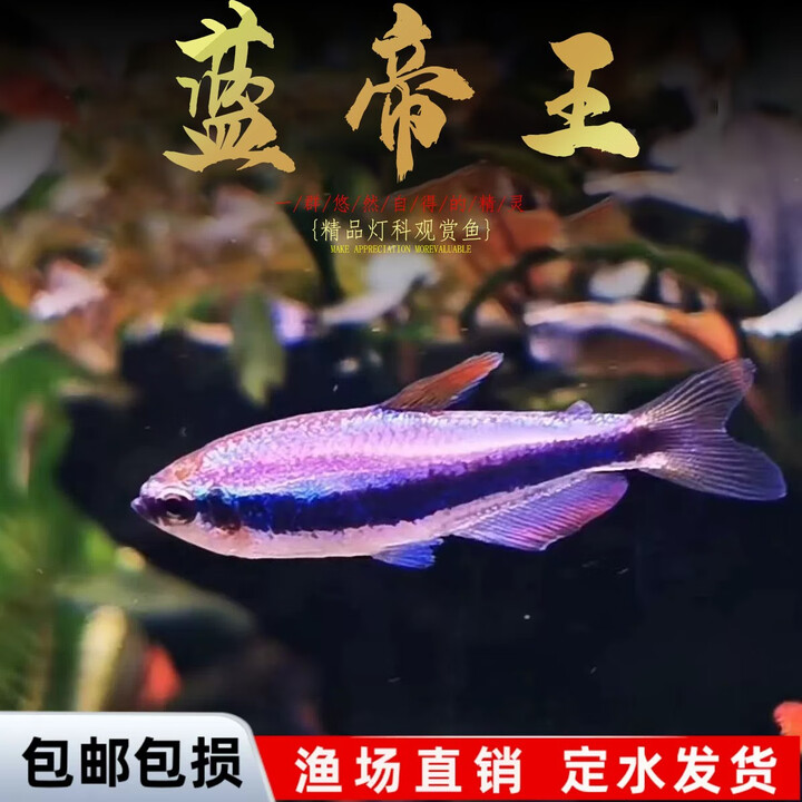 蓝国王灯热带鱼观赏鱼蓝帝王灯皇后灯篮帝提灯小型鱼活体群游好养 1.6-2cm蓝国王灯5条送1条备损【图片 价格 品牌 报价】-京东