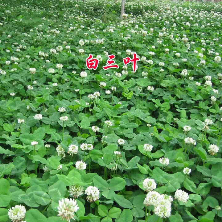 进口白三叶种子红三叶车轴草籽幸运草四季播种绿肥草花草坪种籽孑 白三叶净籽[1斤装]【图片 价格 品牌 报价】-京东