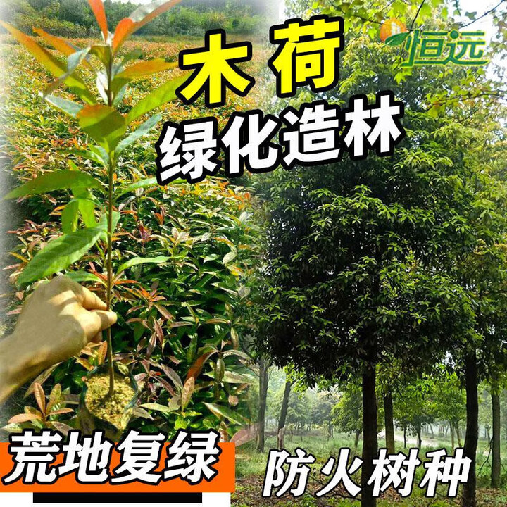 木荷树苗正宗荷木苗木艾树何树苗防火树种绿化造林复绿树珍贵 1棵装木荷苗30-40cm高【图片 价格 品牌 报价】-京东