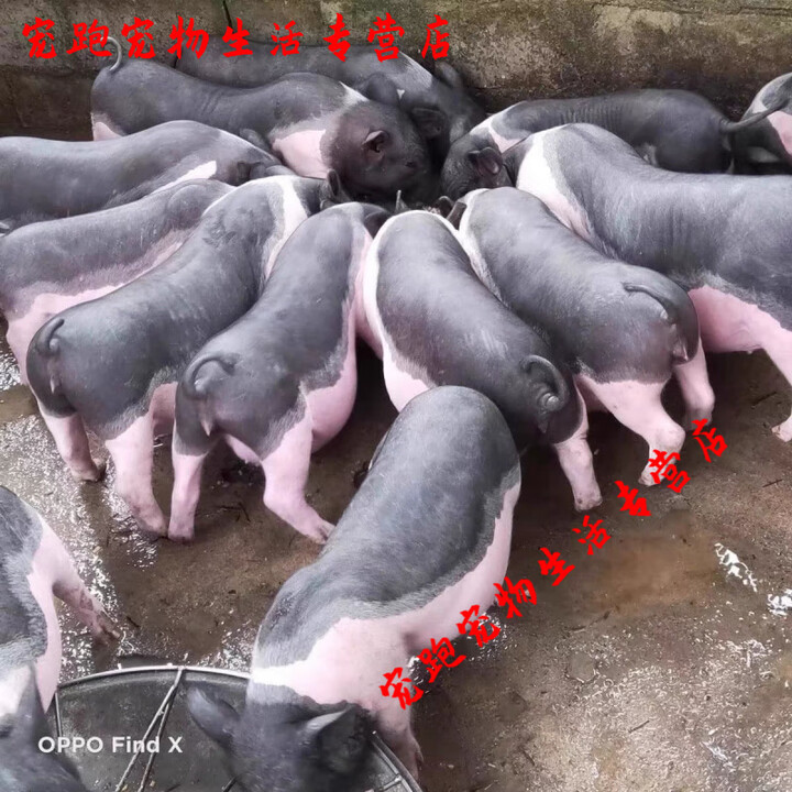 纯种陆川香猪活体土猪猪仔母猪猪苗幼崽小香猪正宗散养原种种猪 种公 6-9斤【图片 价格 品牌 报价】-京东