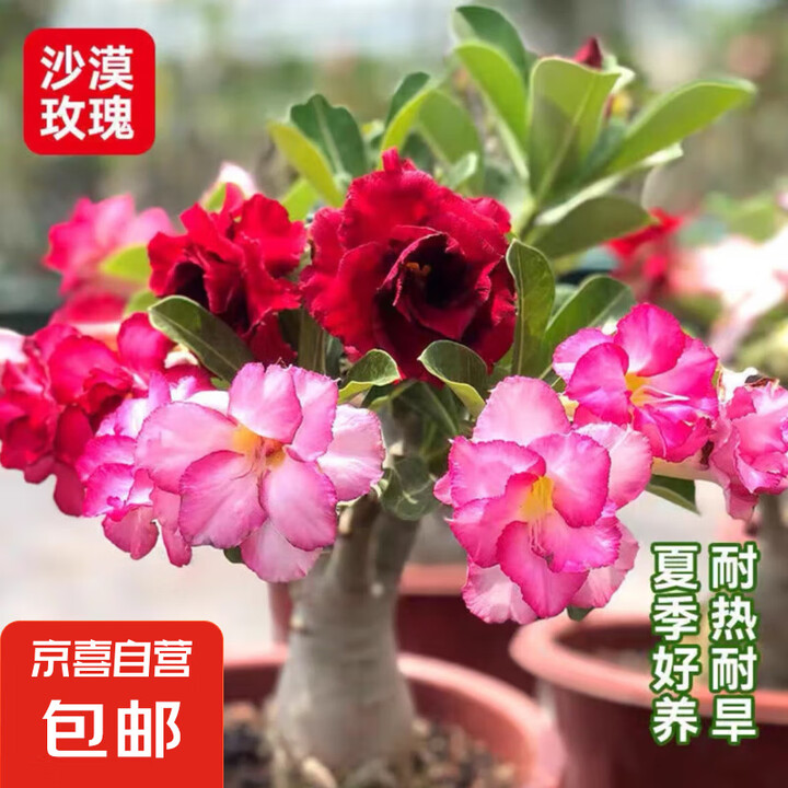 重瓣沙漠玫瑰一年花苗观花植物四季开花室内绿植花卉盆栽好养 沙...