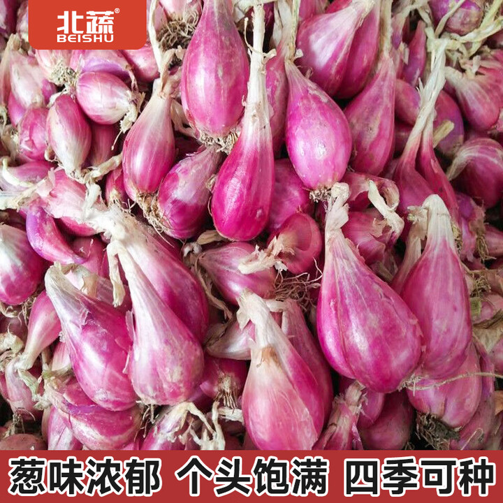 北蔬红葱头种子火葱葱种头葱苗火葱盆栽蔬菜 红葱头250g【图片 价格 品牌 报价】-京东