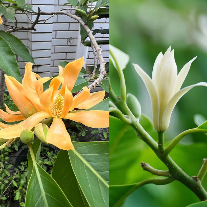 致荟树白玉兰树苗老桩黄角兰盆栽室内白兰花带花苞庭院浓香型四季开 白兰1颗+黄兰1颗(高度1米)开花爆满【图片 价格 品牌 报价】-京东