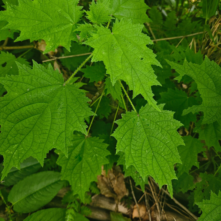贵州野生荨麻草蜇新鲜人草食用药用藿麻叶活麻草野菜 200克野生现采杆叶【图片 价格 品牌 报价】-京东
