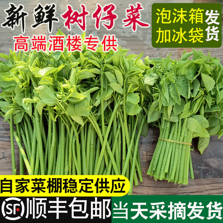 【顺丰】树仔菜新鲜潮汕菜五指山野菜天绿香海南凉拌菜特色蔬菜 3斤【图片 价格 品牌 报价】-京东