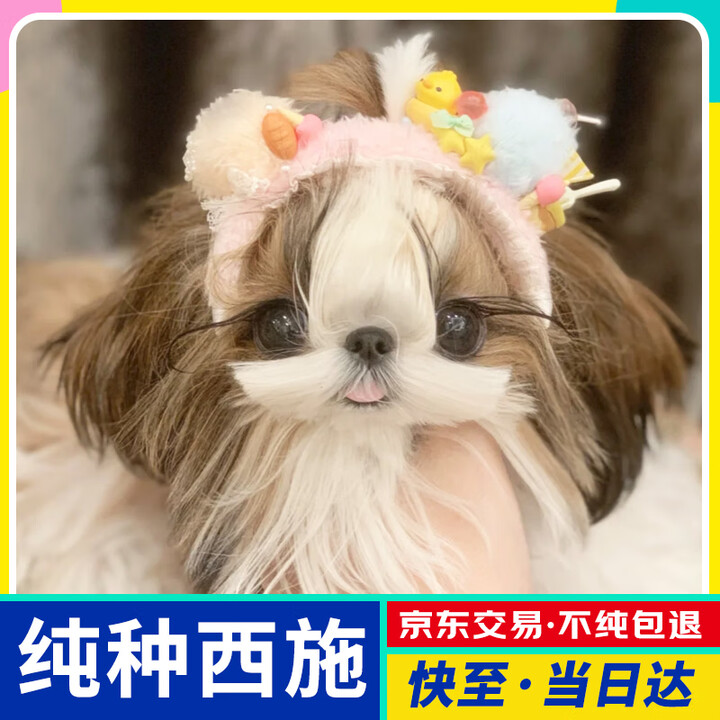 【纯种西施犬】西施犬幼犬狮子狗长毛小型犬双血统宠物狗活体幼崽 宠物级 【更多幼犬】联系客服选【图片 价格 品牌 报价】-京东