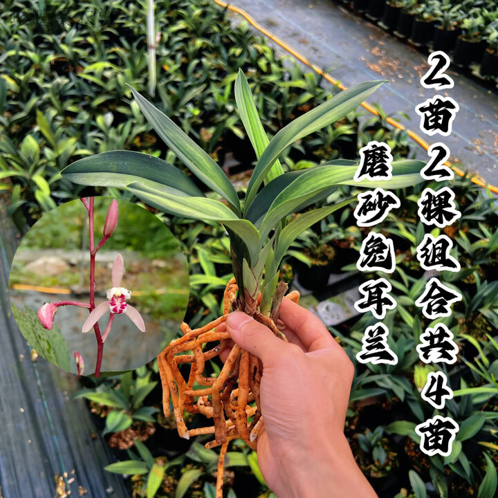 湖南大叶寒兰带花苞浓香兰花精品名贵寒兰种客厅庭院阳台室内摆放 磨砂兔耳兰4苗组合裸根 花色随机(带土肥药)【图片 价格 品牌 报价】-京东
