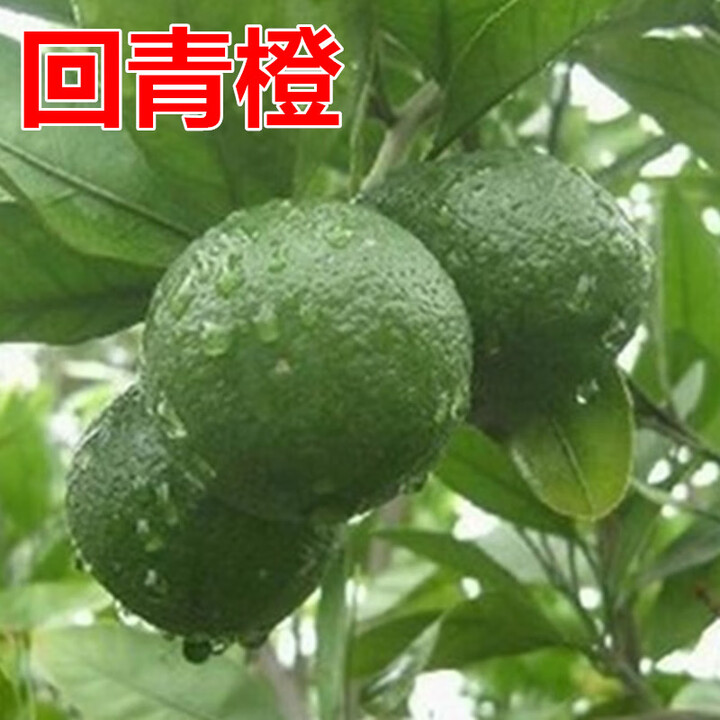 代代花泡茶 酸橙玳玳橘 回青橙代代果树苗果苗桔苗 8年苗 111cm(含)-140cm(含)【图片 价格 品牌 报价】-京东