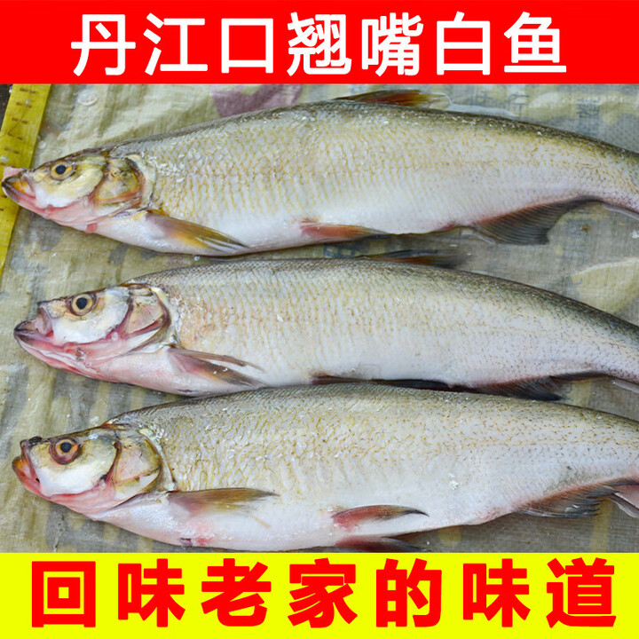 湖北丹江口【翘嘴白鱼】刁子鱼大白刁鱼淡水鱼大鲌鱼新鲜净膛特产 杀好净重5斤【2条】每条2-3斤 真空包装【净重发货】去鳞去腮去【图片 价格 ...