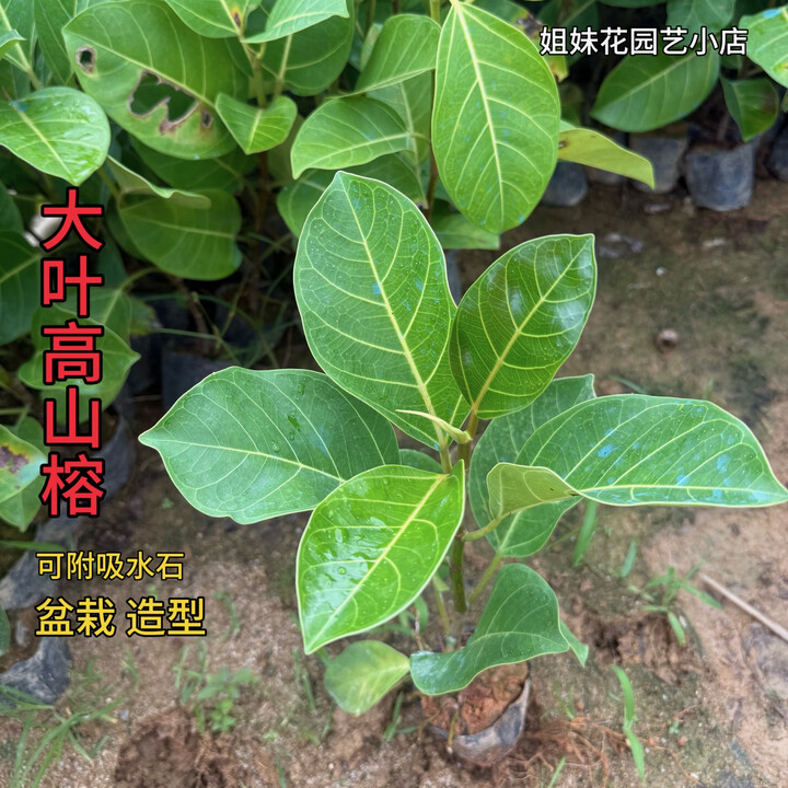 大叶榕树苗造景盆栽室内盆栽种植四季常绿吸水石盆景造型 大叶高山榕1.1-1.2米（1棵带土） 其他【图片 价格 品牌 报价】-京东