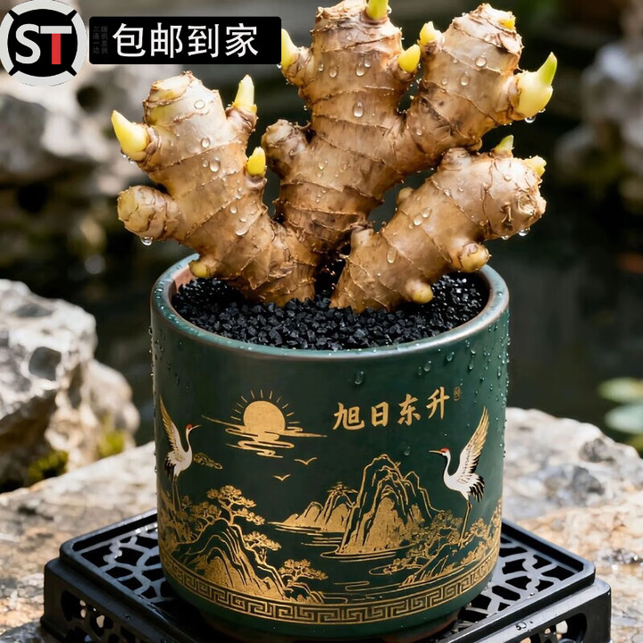 语森忆禄根盆禄根盆栽不当生姜苗种植带芽室内办公室桌面好养四季常青绿 福禄灵根优选云南高山多头苗+旭日盆+座【图片 价格 品牌 报价】-京东