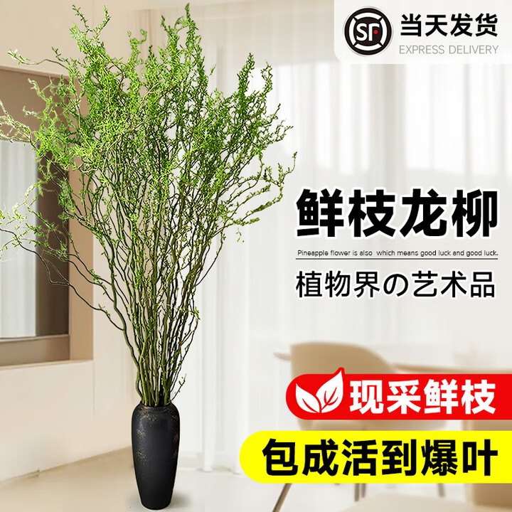 静黛轩龙柳鲜枝水培植物室内客厅绿植黄金龙柳干支吊钟好养活雪柳鲜切枝 龙柳鲜切8枝 无规格【图片 价格 品牌 报价】-京东