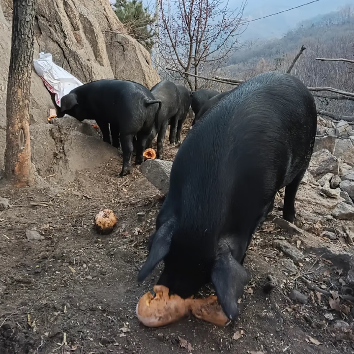 15个月土猪肉农家散养跑山猪现杀新鲜笨黑猪前腿五花排骨梅花里脊 35斤肘子一个【图片 价格 品牌 报价】 京东 