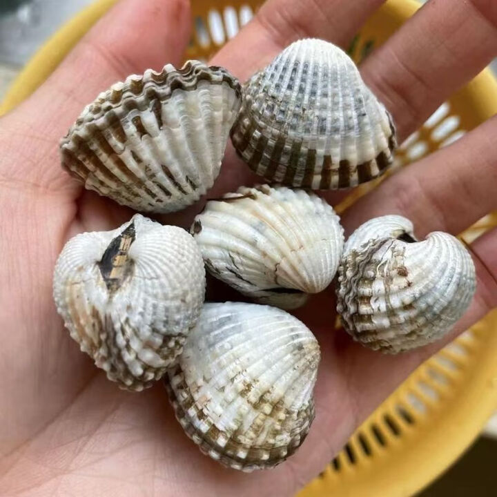 新血蛤正宗三门银蚶非毛蛤泥蚶当天打捞花蛤赤贝海鲜水产 250g 血蛤中号【60个左右/斤】【图片 价格 品牌 报价】-京东