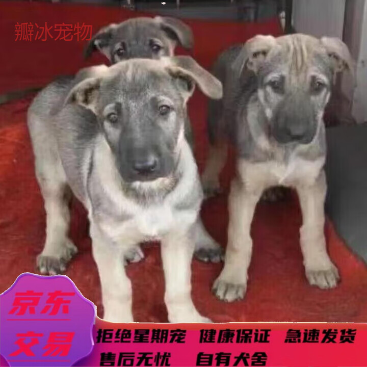 混血狼青幼犬昆明犬幼崽青犬活体看家的犬大型犬家养中华狼青犬混 混血级 狼青混血幼犬 公普通品相+运输框+已驱虫+包活【图片 价格 品牌 报价】-京东