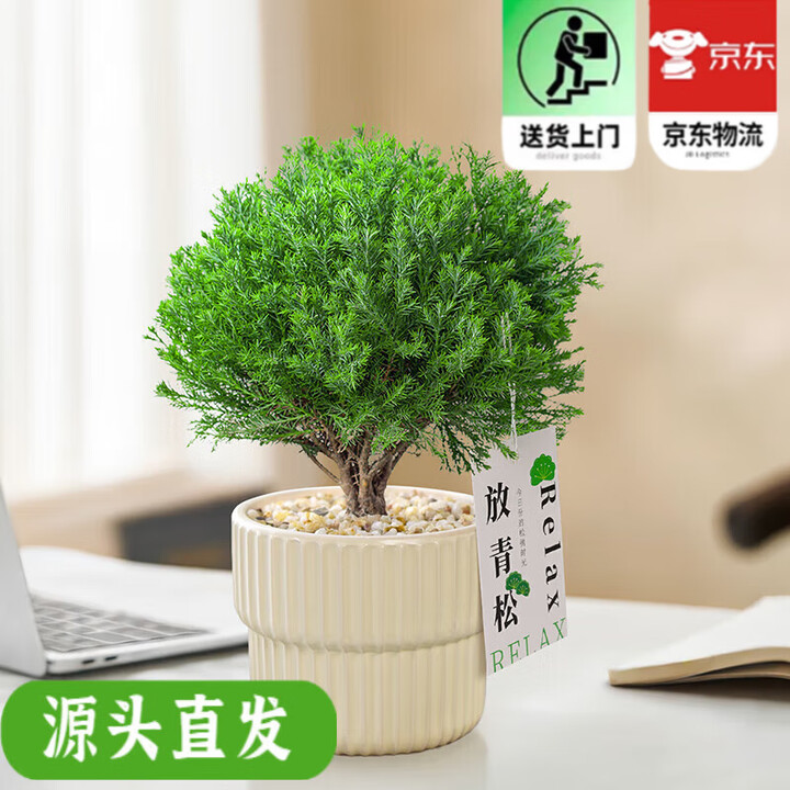 放青松绿植雾松室内小盆栽雾凇办公室面植物摆件四季好养 放轻松大苗蝴蝶兰盆放轻松卡片 含盆【图片 价格 品牌 报价】-京东