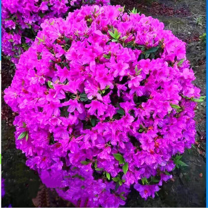 杜鹃苗木 树苗四季常青庭院绿化苗木 花园植物园林绿植花卉毛杜娟 毛娟80冠幅 不含盆【图片 价格 品牌 报价】-京东