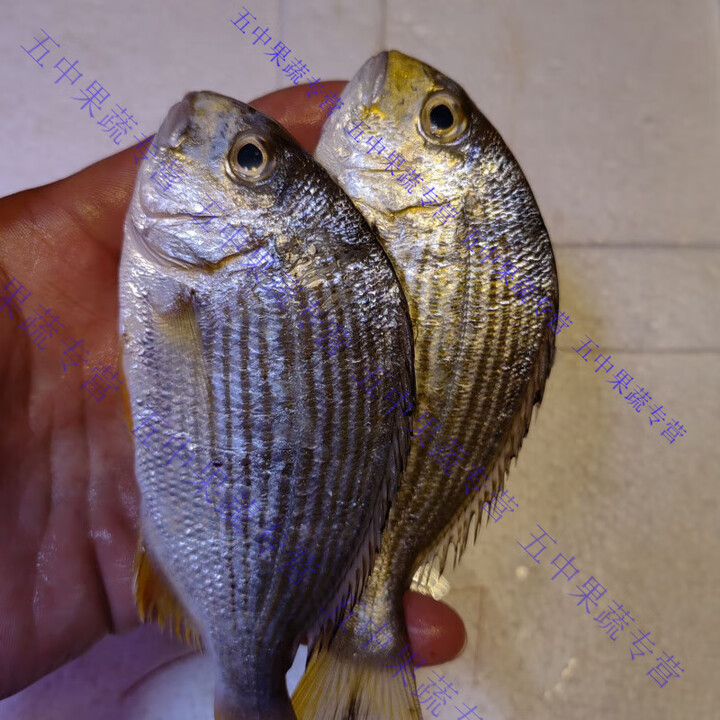 野生平鲷鱼黄翅鱼真鲷鱼鲜活黄鲷鱼黄鳍鲷当季新鲜食用海鱼 1276g 新鲜(6-8条/斤)清理内脏【图片 价格 品牌 报价】-京东