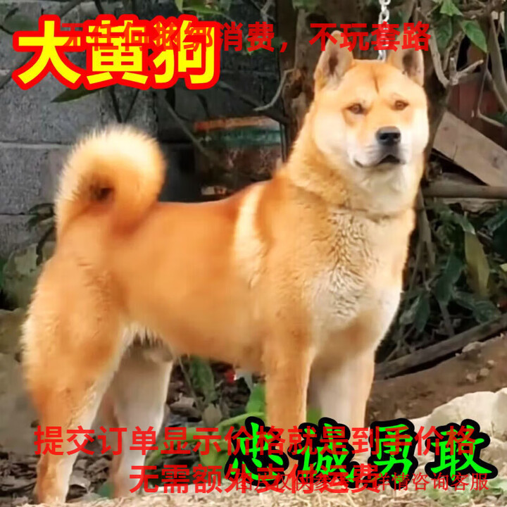中华田园犬江苏土狗黄狗白面白色黑色四眼铁包金土狗幼犬 田园级 黄狗 公【图片 价格 品牌 报价】-京东