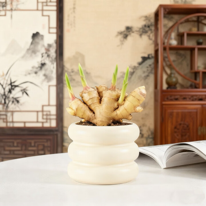 禄根盆栽带芽灵根仙草不当生姜苗绿植物国风桌面转运盆景好养 带芽点禄根:阶阶登高盆+底座【图片 价格 品牌 报价】-京东