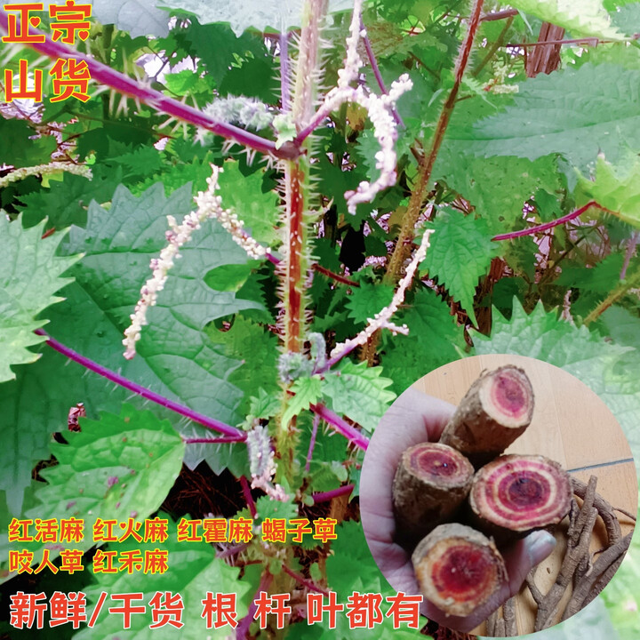 山货现挖新鲜红活麻根红火麻枝叶红和麻红藿麻草红禾麻红合麻叶子 1斤 501克*1袋 活麻根+牛膝根+地瓜藤【共1斤】【图片 价格 品牌 报价】-京东