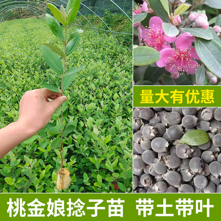 致荟树桃金娘树苗捻子果树盆栽地栽野生山乌果菍子广西发货大规模种植苗 100棵15-25厘米桃金娘苗 基地直销【图片 价格 品牌 报价】-京东