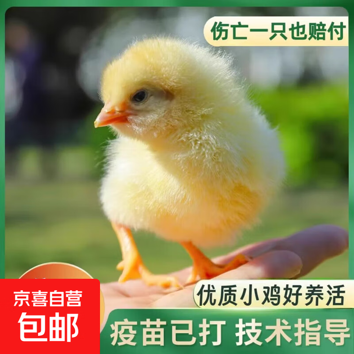 小鸡活物宠物小鸡活体家养观赏小黄鸡网红萌宠活体幼崽迷你鸡包活 公母配对一对两只 宠物级【图片 价格 品牌 报价】-京东