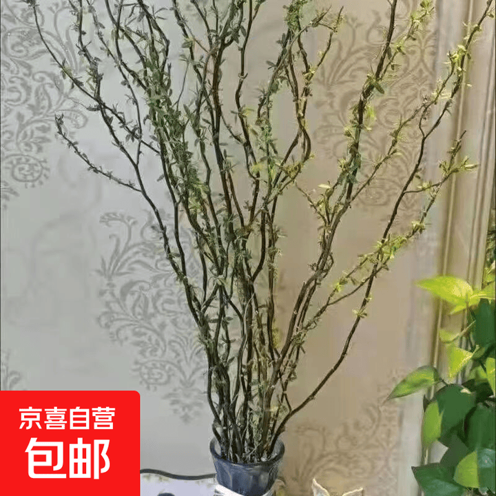 室内水培绿植龙柳鲜枝盆栽花卉观叶好养活客厅四季可养 精选龙柳1.5米高20支 不含盆【图片 价格 品牌 报价】-京东