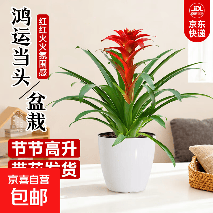 鸿运当头盆栽客厅室内大型带花绿植物红运当头大盆景真花年宵送礼 鸿运当头50-60cm【恐龙蛋树脂盆】【图片 价格 品牌 报价】-京东