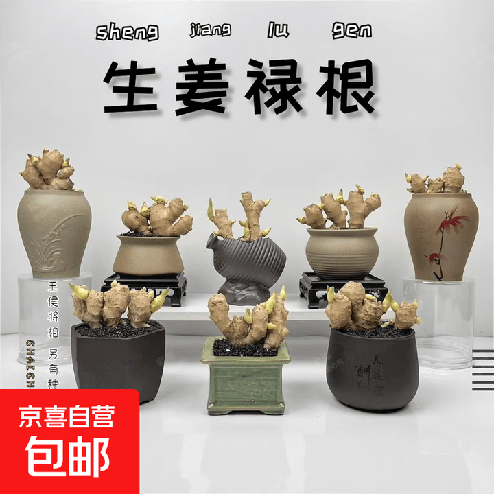 禄根盆栽带芽灵草好养不当生姜苗种植植物办公室内桌面小绿植盆景 【带盆栽好】禄根+红财盆+方塑托【图片 价格 品牌 报价】-京东