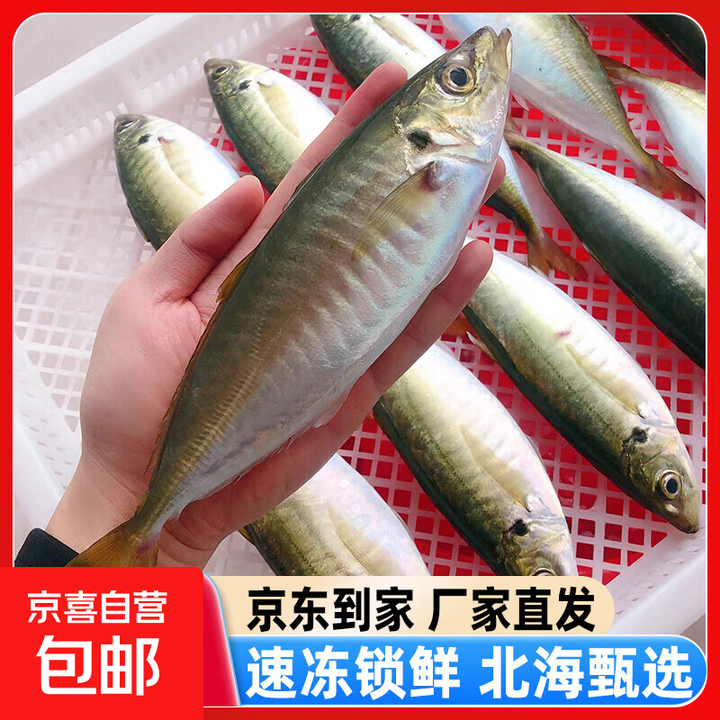 北海巴浪鱼新鲜冷冻特大深海鱼去鳃去内脏免清理冰鲜池鱼仔竹荚鱼 5包【3条/包,新鲜杀好】净重4斤【图片 价格 品牌 报价】-京东