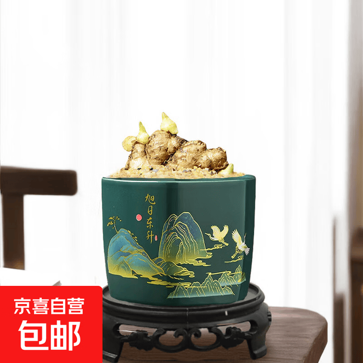 生姜禄根盆栽新鲜带芽一统姜山盆景室内办公室桌面绿植物茶室禅意 带芽禄根+旭日东升盆+密胺底托【图片 价格 品牌 报价】-京东