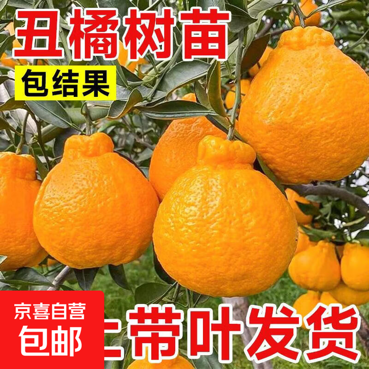正宗四川丑橘春见耙耙柑果树苗水果种植粑粑柑丑桔橘子树果苗地栽 【带土球】8年精选苗 60cm(含)-69cm(含)【图片 价格 品牌 报价】-京东