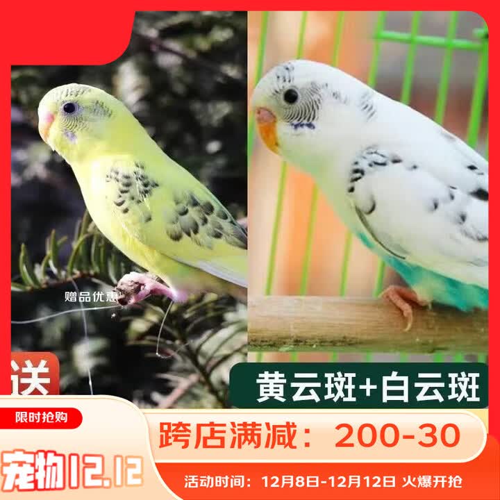 手养牡丹鹦鹉活鸟会说话的鹦鹉宠物小型好养活物真鸟观赏幼鸟断奶 黄云斑+白云斑【图片 价格 品牌 报价】-京东